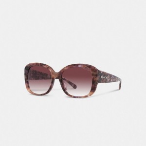 Coach Signature Oversized Square Sunglasses Glasögon Dam Lila | 32ZBSKYLV
